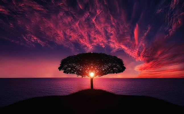 sunrise behind tree