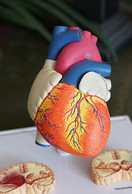 Model of heart