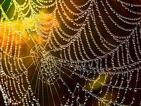 Spider web covered in dew