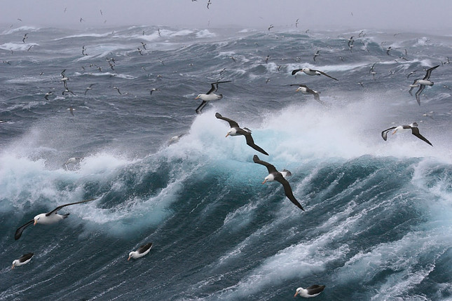 Image shows a raging sea with pelicans flying over it