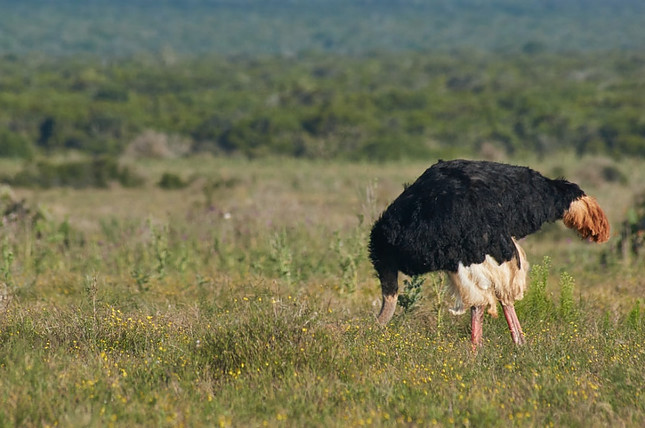 Ostrich standing in a field of grass with its head hidden in the grass