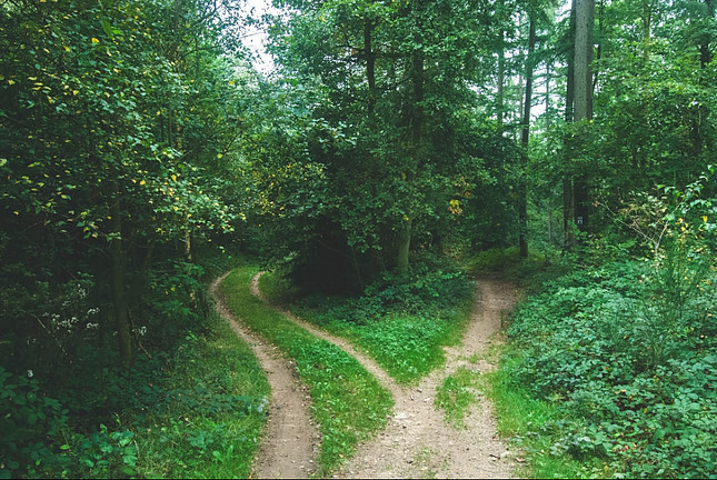 Image shows two diverging paths in a lush forest