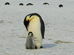 Image shows in the foreground an emperor penguin with a chick in front of it and five more penguins in the background