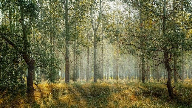 Image shows a forest with sunlight shining through the trees