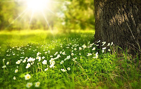 Image shows a patch of wildflowers growing beside a tree trunk in the foreground with the sun shining through trees in the background