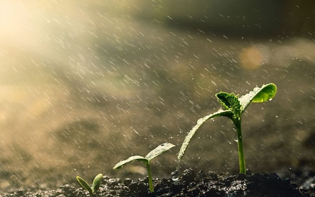 Image shows a light rain falling on three plants growing, each in a different stage of growth, smallest on the left